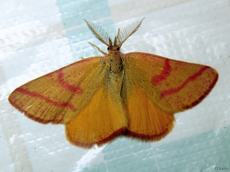 Lythria purpuraria (Linnaeus, 1758)